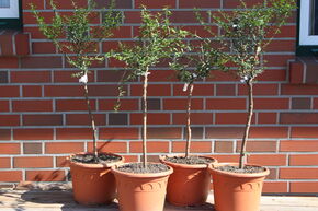 Lot d'agrumes 'Zitrus-Kaviar' (Citron Caviar)