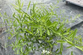 Citron vert Switrus� du d�sert australien