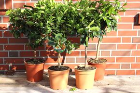Lot d'agrumes 'Zitrus ohne Kerne' (Agrumes sans p�pins)