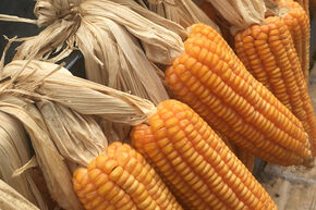 Ma�s � pop-corn 'Popi Hopi'