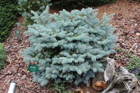 Epinette bleue 'Glauca Globosa' - tronc nain