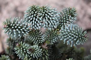Sapin noble, Sapin bleu nain 'Blaue Hexe'