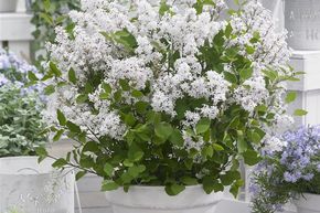Lilas nain 'Flowerfesta� White'