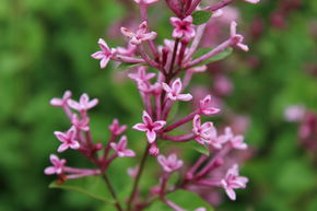 Lilas nain odorant 'Bloomerang Pink Perfume�' - Tige
