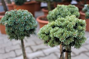 Sapin de Cor�e nain 'Blauer Eskimo'