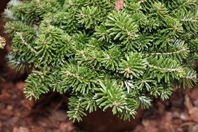 Sapin de Cor�e nain 'Brillant'