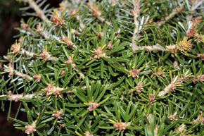 Sapin de Cor�e nain 'Kristallkugel'
