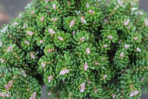 Sapin de Cor�e nain 'Silberperl' - tronc nain
