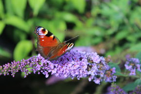 Arbre aux papillons 'Lilac Chip�'