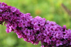 Arbre aux papillons nain 'Pink Micro Chip'