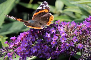 Arbre aux papillons nain 'Purple Chip�'