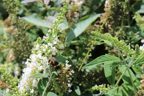 Arbre aux papillons 'White Chip�'