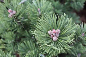 Pin arbustif nain 'Noack'