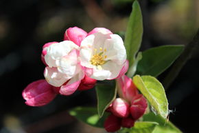 Pommier d'ornement 'Pomzai'
