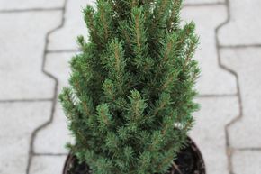 �pinette naine 'Zuckerhut'
