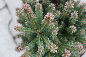 �pic�a nain 'Pygmaea'
