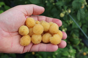 Framboisier naine Lowberry� Goodasgold