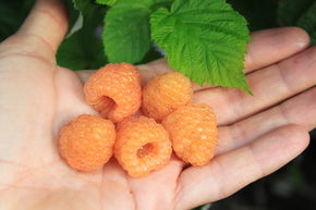 Framboisier nain Lowberry� 'Little Orangelina�'
