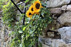 Plant de houblon Houblon nain 'Gimli'