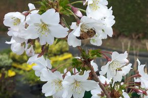 Cerisier � fleurs nain 'Brilliant'