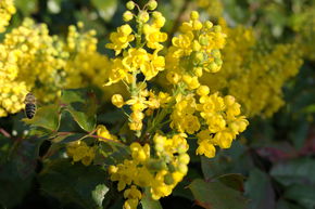 Mahonia nain 'Apollo'