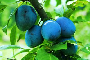 Prunier pr�coce 'Zimmers' (autofertile)