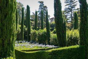 Cypr�s d'Italie