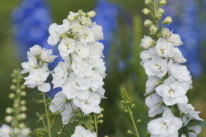 Pied d'Alouette vivace 'Galahad'