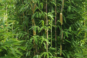 Bambou de jardin Fargesia 'Maasai'