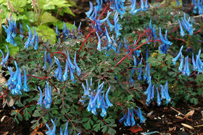 Corydalis 'Blue Heron'