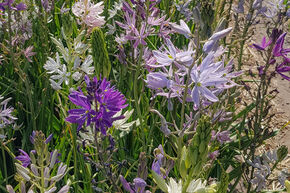 Lys des prairies � hybrides � (assortiment de couleurs)