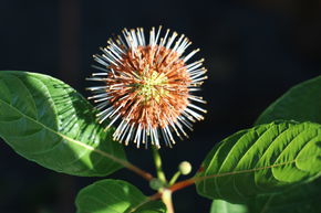 Bois-bouton