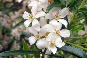 Oranger du Mexique 'Aztec Pearl�'