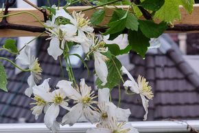 Cl�matite 'Wilsonii'