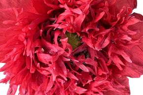 Pavot d'Orient 'Princess Victoria Louise'