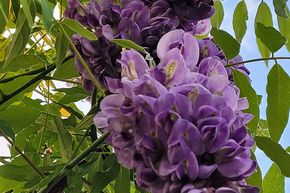 Arbuste bleu d'Am�rique 'Longwood Purple'