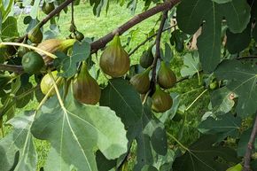 Figuier Gustis� 'Morena'