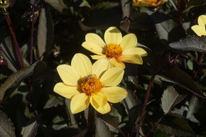 Dahlia 'Happy Single Party' (lot de 2)