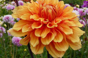 Dahlia 'Ben Huston' (lot de 2)