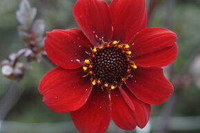 Dahlia 'Bishop of Auckland'� (lot de 2)