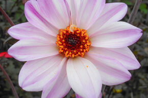 Dahlia 'Bishop of Leicester' (lot de 2)