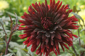 Dahlia 'Black Jack' (lot de 2)
