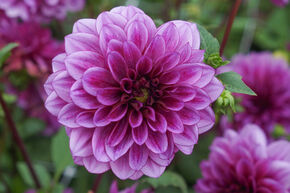 Dahlia 'Blue Bell' (lot de 2)