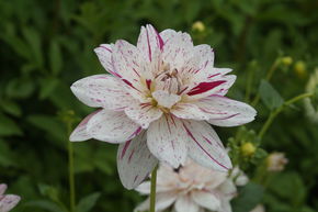 Dahlia 'Bright Diamond' (lot de 2)