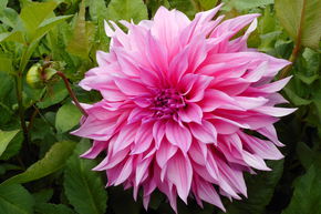 Dahlia 'Caf� au Lait Ros�'� (lot de 2)