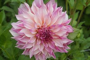 Dahlia 'Caf� au Lait Royal' (lot de 2)