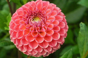Dahlia 'Caitlin's Joy' (lot de 2)