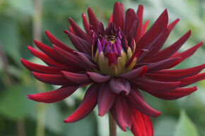 Dahlia 'Chat Noir' (lot de 2)