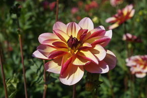 Dahlia 'Dark Butterfly' (lot de 2)