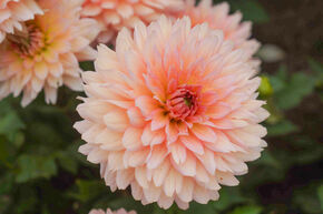 Dahlia 'Gallery Leonardo'� (lot de 2)